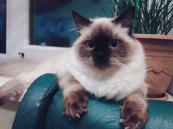 Котовторник  23.01.2018