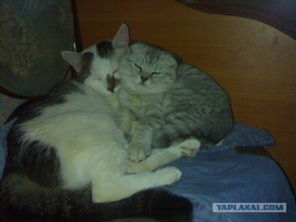 Котовторник на ЯПлакалъ (27.05.08), прикольные коты, добавляем свои!