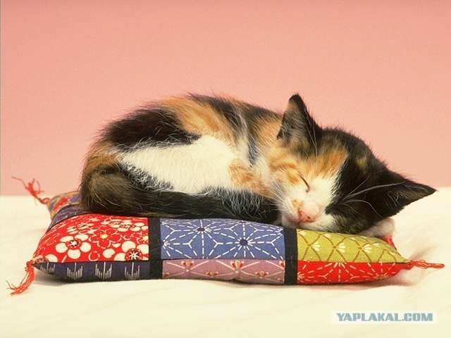 Котовторник на ЯПлакалъ