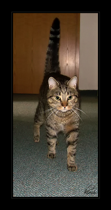 Коты на вторник на ЯПлакалъ (07.10.2008)