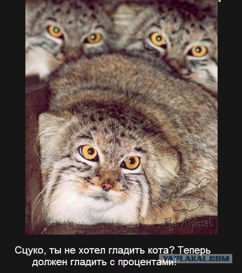 А может все-таки погладим?