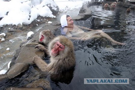 Spa-курорт для макак