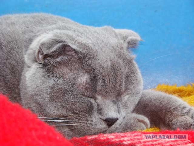 Котовторник уже сегодня!