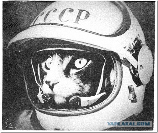 Супер-котофото на котовторник