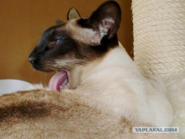 Котовторник! 08.11.11