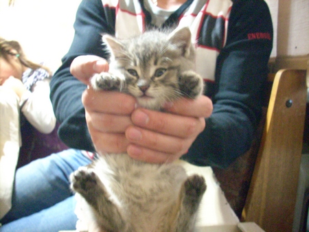 Ну и где ваш котовторник?