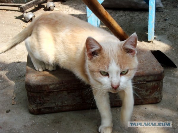 Котовторник (21.02.2012)