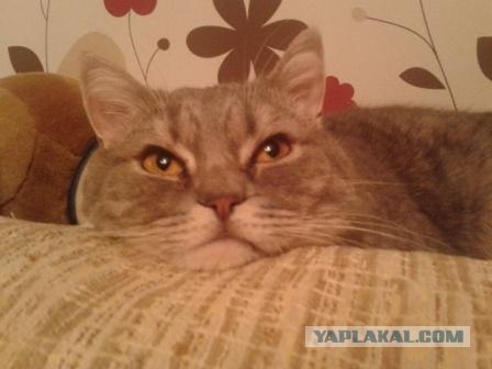 Котовторник 17.04.2012