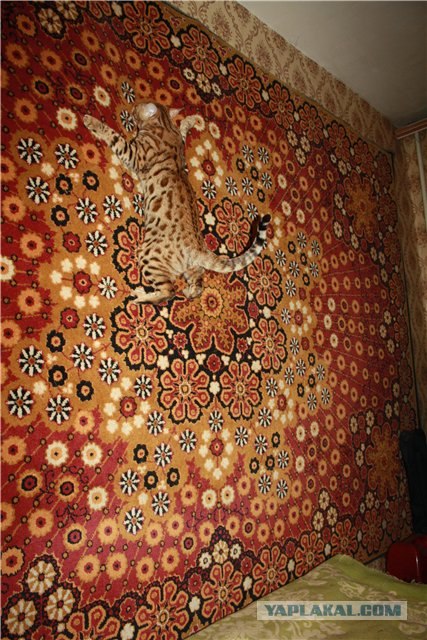 Котовторник  12. 06. 2012