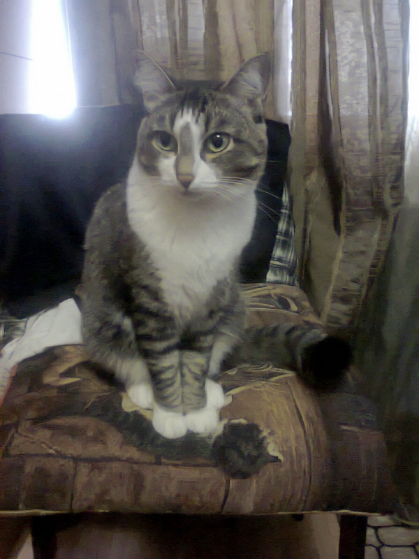 Котовторник  28.08.12