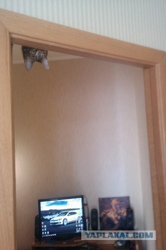 Котовторник 11.09.2012