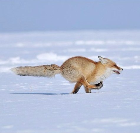 Живность из сети