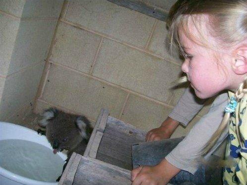 Живность из сети