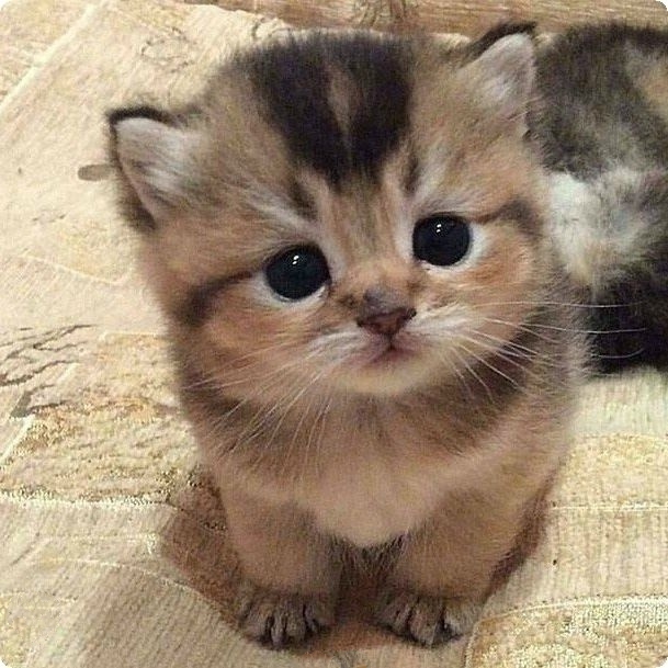 Забавные картинки с котами из сети
