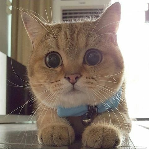 Забавные животные