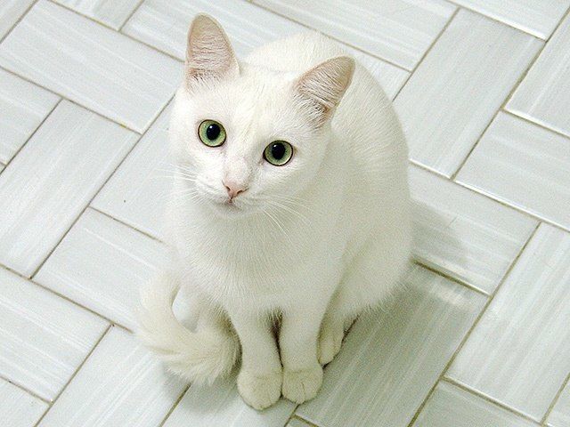 Эти забавные животные