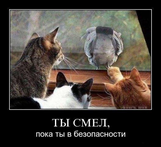 Оконный бой