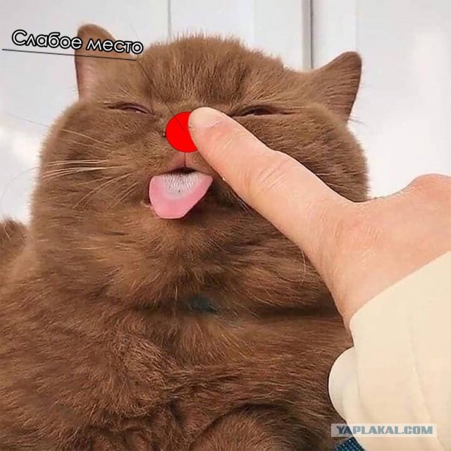 Картинки и мемы для настроения 001