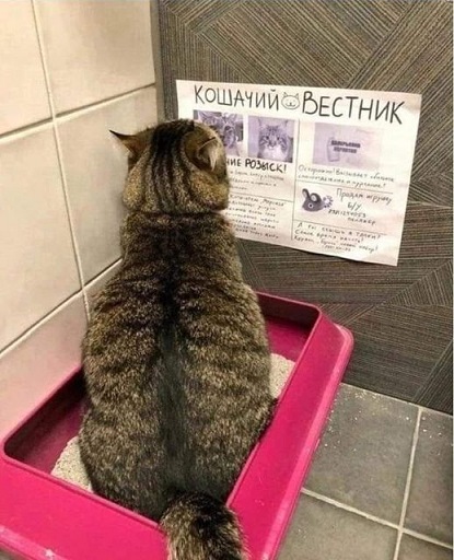 Прекращаем ругань - наступил котовторник
