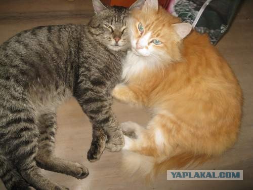 Котовторник 09.04.2013