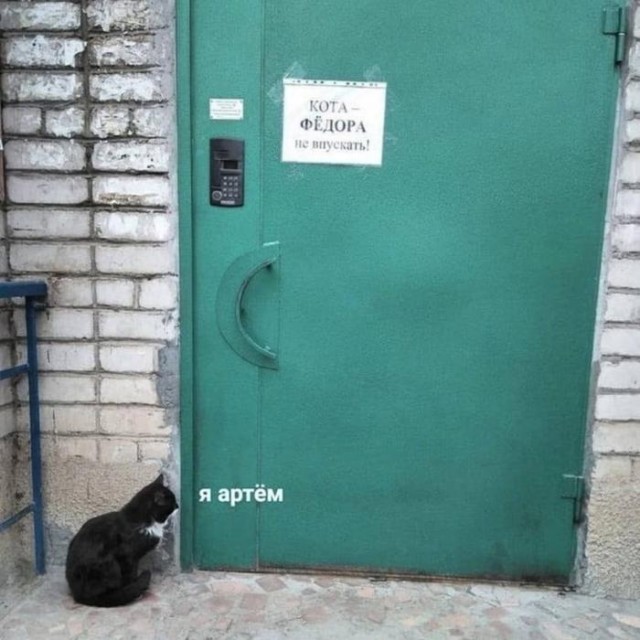 Жизнь домашнего приюта "Котоленд" 427