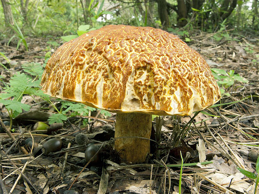 Уральские слова