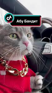 Наглый кот
