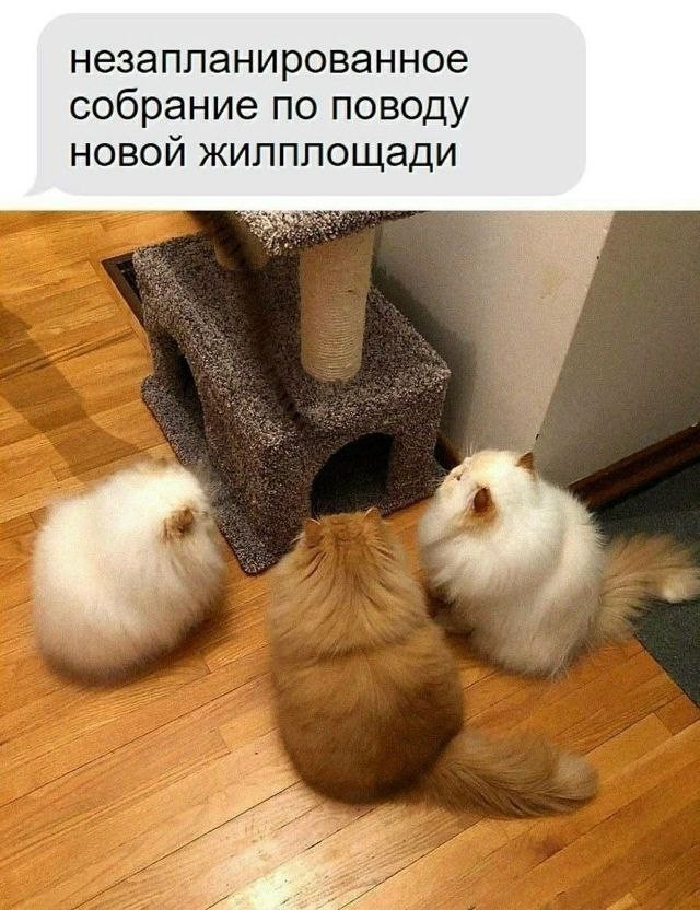 Картинки для деградации 304 (разной степени свежести)