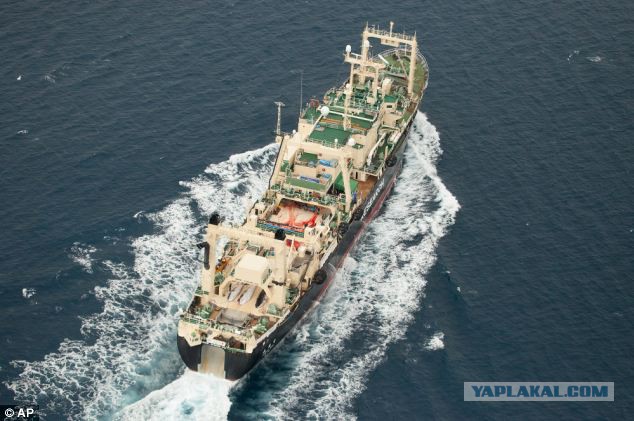 Японские китобои убивают китов