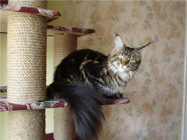 Котовторник 4.02.2014