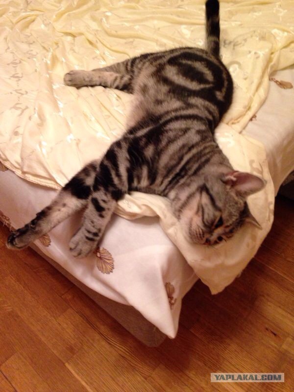 Котовторник 4.02.2014