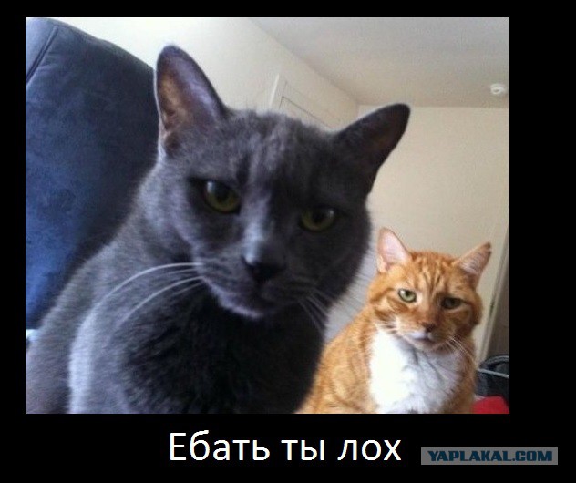 Лазерная указка и кот с пленкой