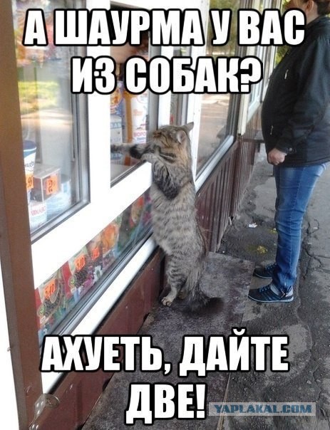 Забавные картинки из интернетов