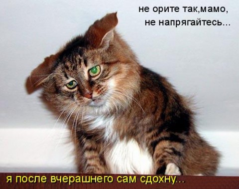 Встретил унылого кота