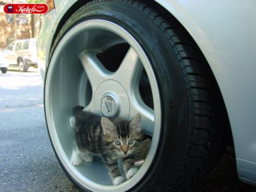 Коты, кошки, котята