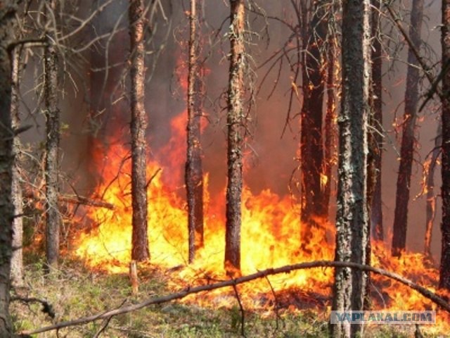 Пожары в ЮГРЕ