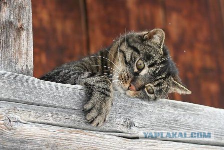 Котооо-о-о-вторник