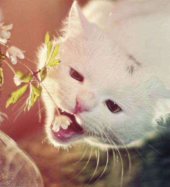 Скотинки - Животинки