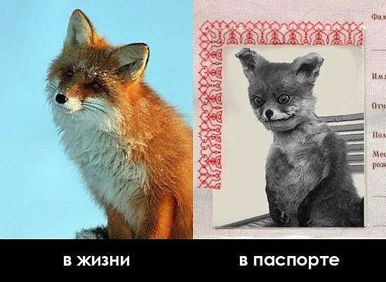 Картинок пост