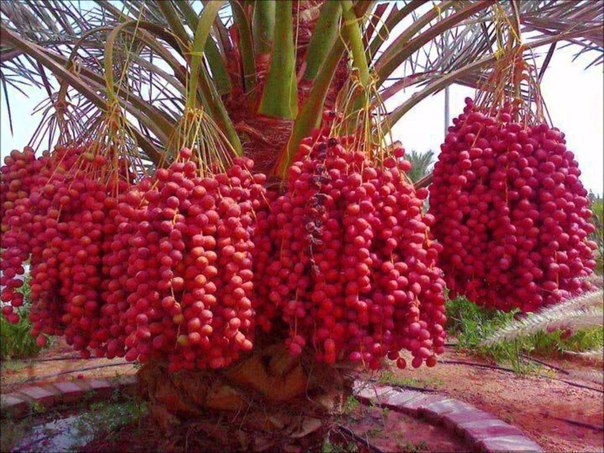 Картинки из сети