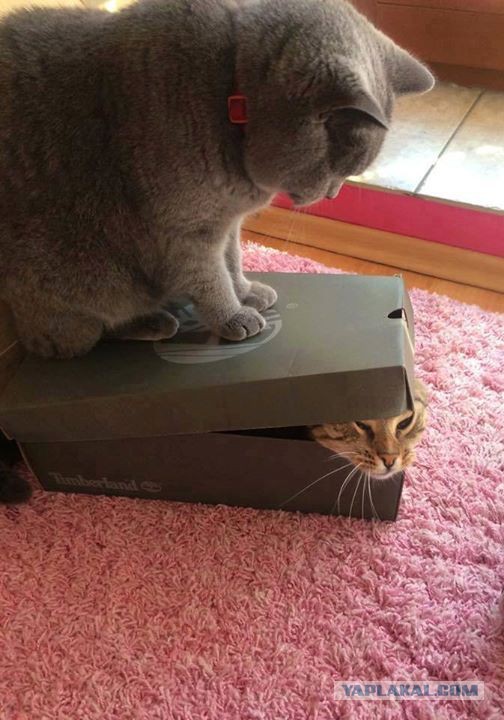 Выборка фотогеничных котэнов