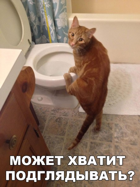 Мохнатые беспредельщики