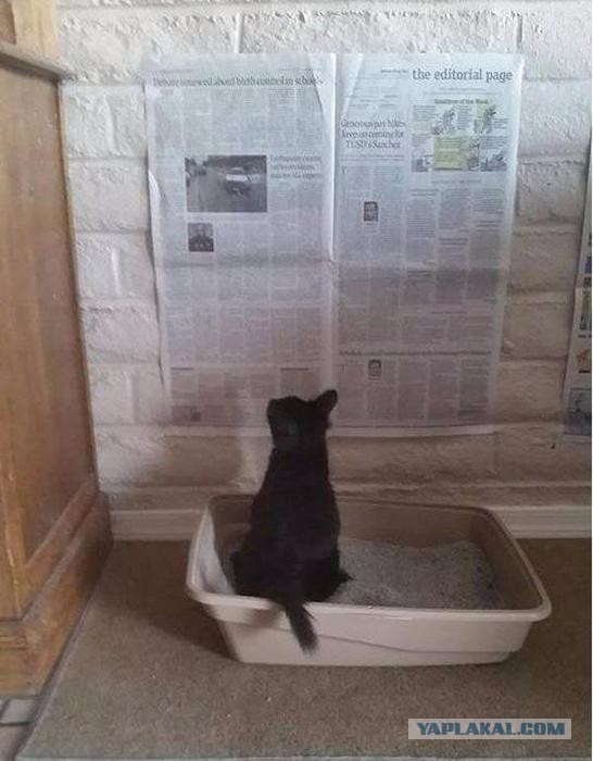 Котовторник 21.06.16