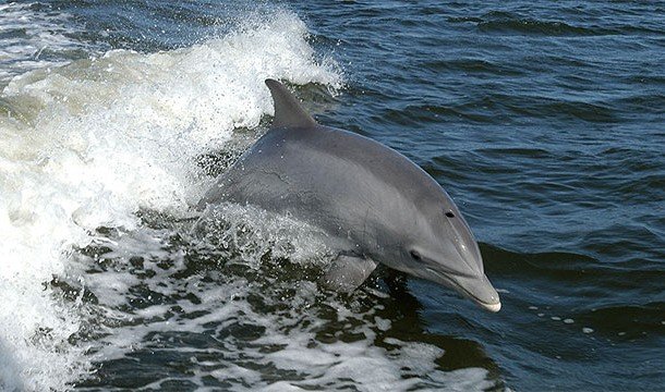 Интересные факты про дельфинов и их невероятные способности