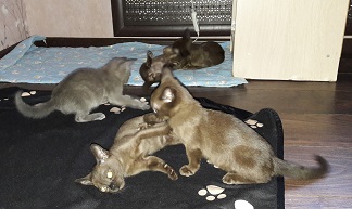 Котовторник 04/04/2017