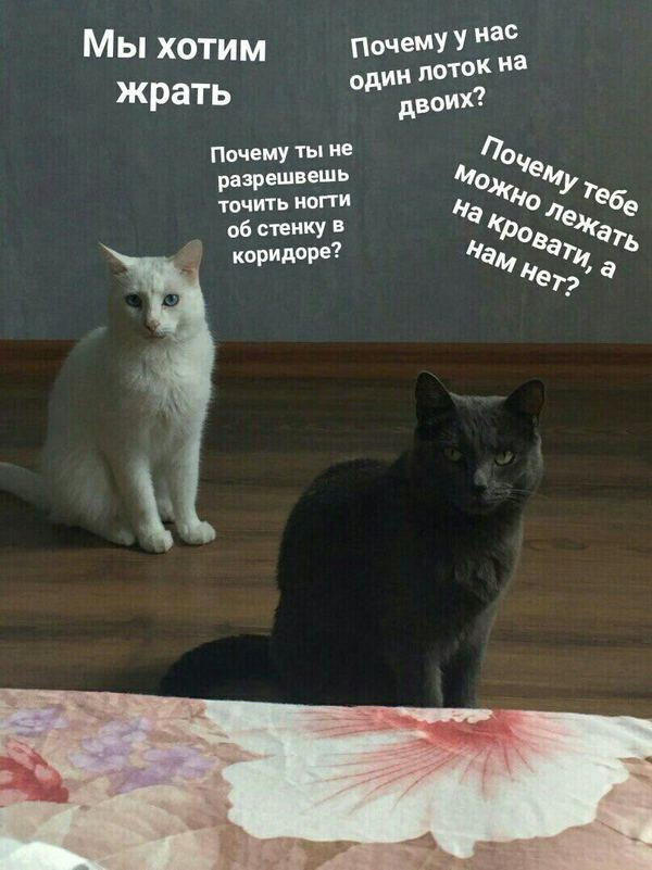 130 картинок для поднятия настроения!