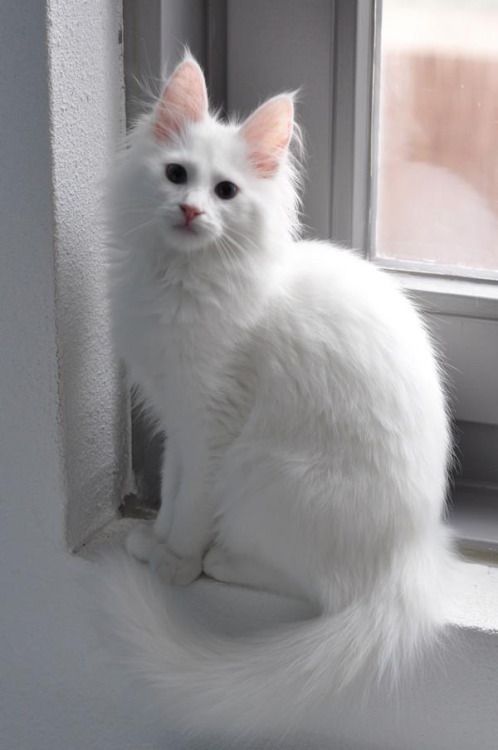 Немного милоты