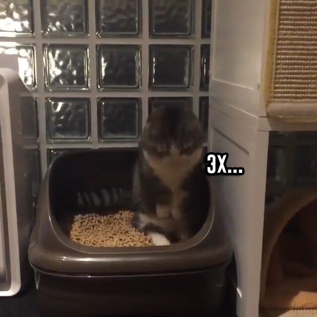 Прикольных котов пост