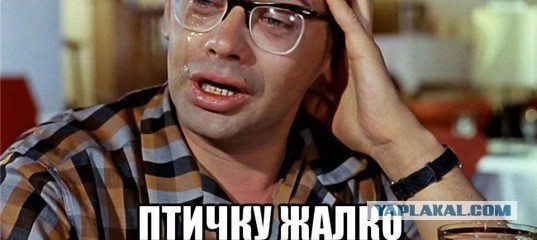 И этим птицам мы доверяем доставку своих детей!?