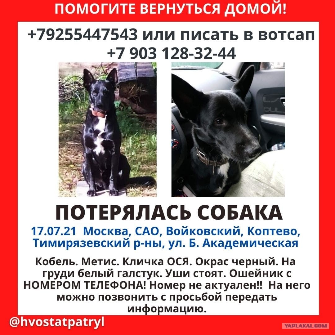 Потерянные собаки москва и область. Пропала собака Москва. Потерянные собаки в Москве. Среднеазиатская овчарка черный кобель Мюрат.